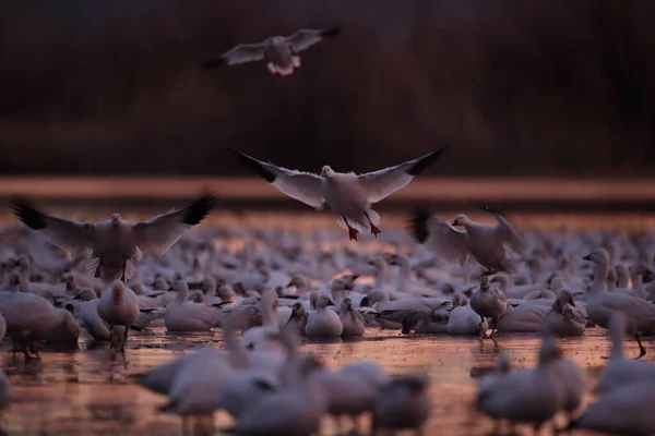 Sněžné Husy Bosque Del Apache Nové Mexiko Usa — Stock fotografie