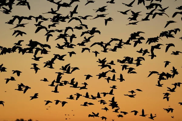 Kar Kazları Bosque Del Apache New Mexico Abd — Stok fotoğraf