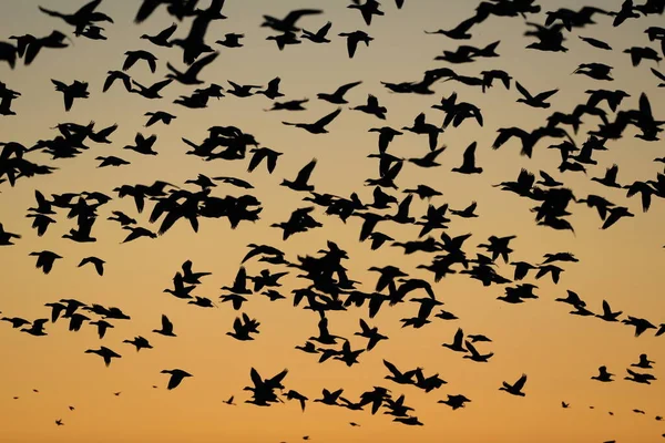 Χιονόχηνες Bosque Del Apache Νέο Μεξικό Ηπα — Φωτογραφία Αρχείου