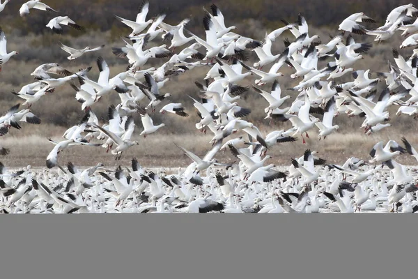 Gansos Neve Bosque Del Apache Novo México Eua — Fotografia de Stock