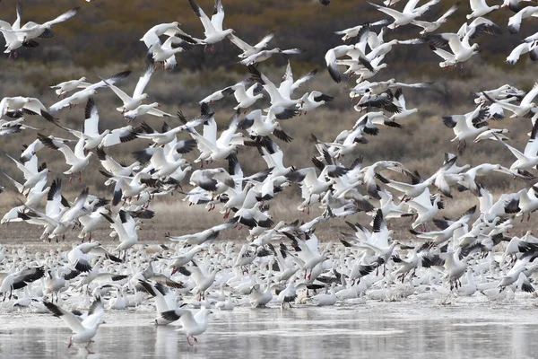 Sněžné Husy Bosque Del Apache Nové Mexiko Usa — Stock fotografie