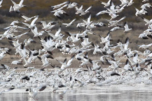 Sněžné Husy Bosque Del Apache Nové Mexiko Usa — Stock fotografie