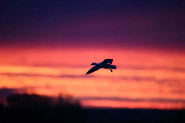 Snow Geese Bosque Del Apache New Mexico Usa — Stock Photo, Image