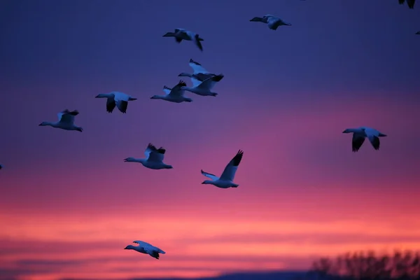 Χιονόχηνες Bosque Del Apache Νέο Μεξικό Ηπα — Φωτογραφία Αρχείου