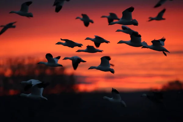 Χιονόχηνες Bosque Del Apache Νέο Μεξικό Ηπα — Φωτογραφία Αρχείου