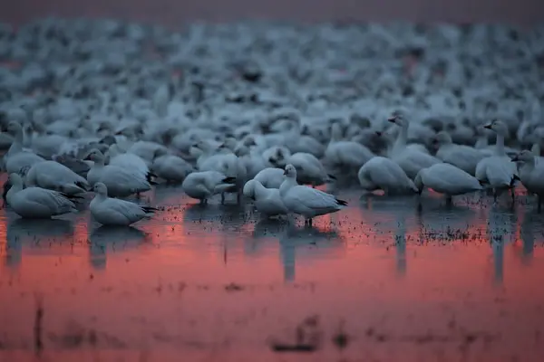 Snow Gawan Bosque Del Apache New Mexico — ストック写真