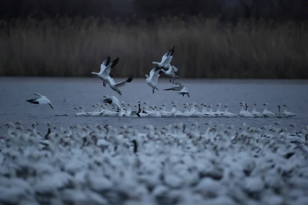 Snow Gawan Bosque Del Apache New Mexico — ストック写真