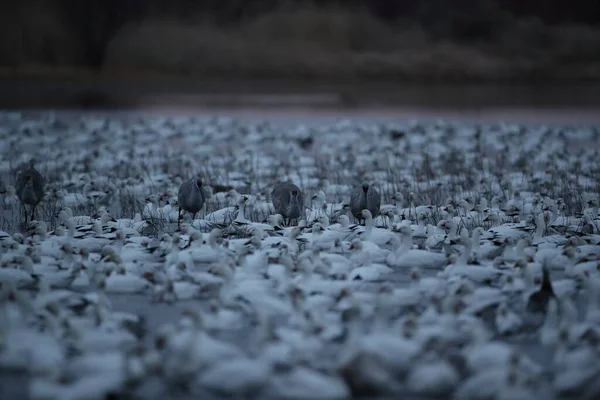 Snow Gawan Bosque Del Apache New Mexico — ストック写真