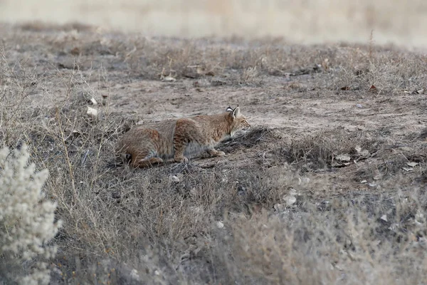 Bobcat Lynx Rufus Bosque Del Apache National Wildlife Refuge New — Stockfoto