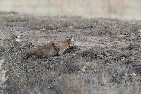 Bobcat Lynx Rufus Bosque Del Apache National Wildlife Refuge Нью — стоковое фото