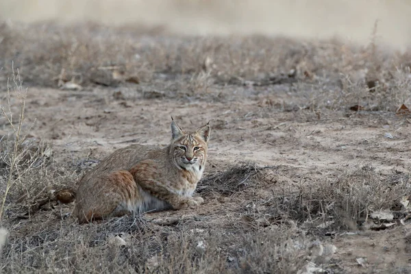 Bobcat Lynx Rufus Rifugio Nazionale Bosque Del Apache New Mexico — Foto Stock