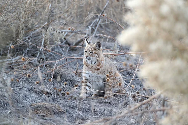 Vaşak Lynx Rufus Bosque Del Apaçi Ulusal Vahşi Yaşam Sığınağı — Stok fotoğraf