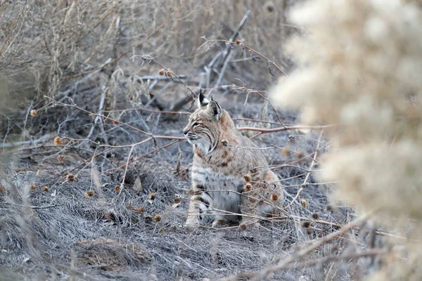 Bobcat Lynx Rufus Bosque Del Apache National Wildlife Refuge New — стокове фото