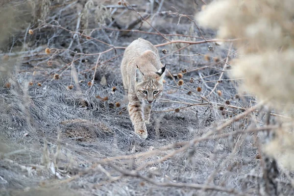 Bobcat Lynx Rufus Refugio Nacional Vida Silvestre Bosque Del Apache — Foto de Stock