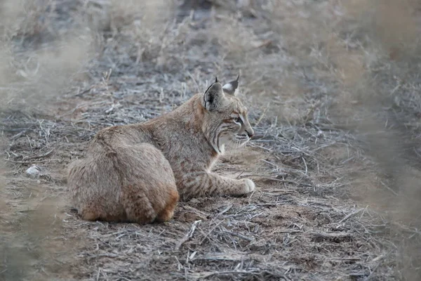 Bobcat Lynx Rufus Bosque Del Apache National Wildlife Refuge New — Stock fotografie