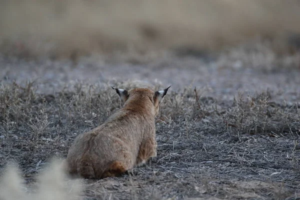 Bobcat Lynx Rufus Bosque Del Apache National Wildlife Refuge New — Stockfoto