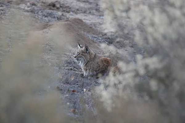 Bobcat Lynx Rufus Bosque Del Apache National Wildlife Refuge Нью — стоковое фото