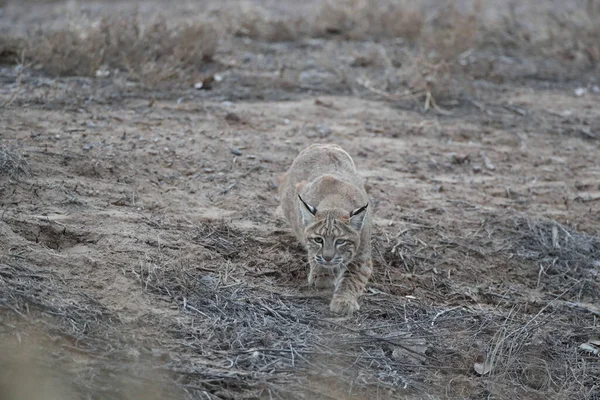 Bobcat Lynx Rufus Bosque Del Apache国家野生动物保护区新墨西哥 — 图库照片
