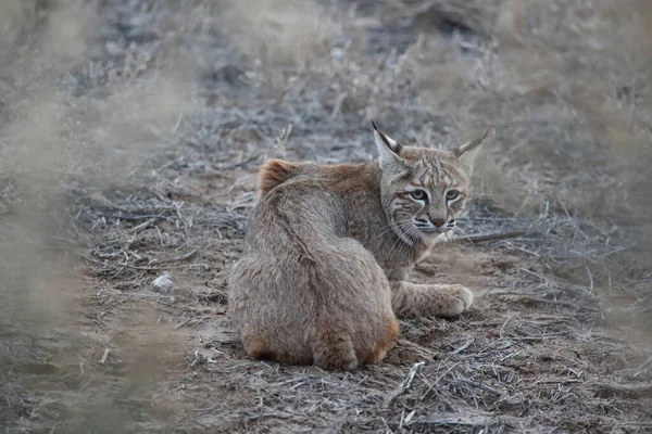 Bobcat Lynx Rufus Bosque Del Apache National Wildlife Refuge New — стокове фото