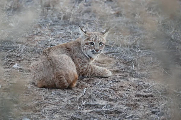 Bobcat Lynx Rufus Bosque Del Apache National Wildlife Refuge Нью — стоковое фото