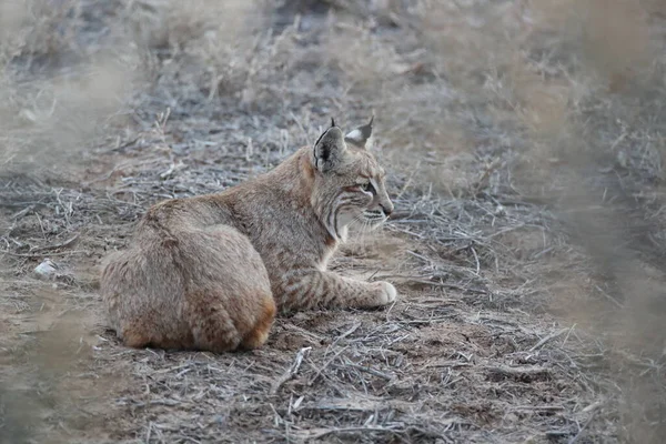 Bobcat Lynx Rufus Bosque Del Apache National Wildlife Refuge New — Stock fotografie