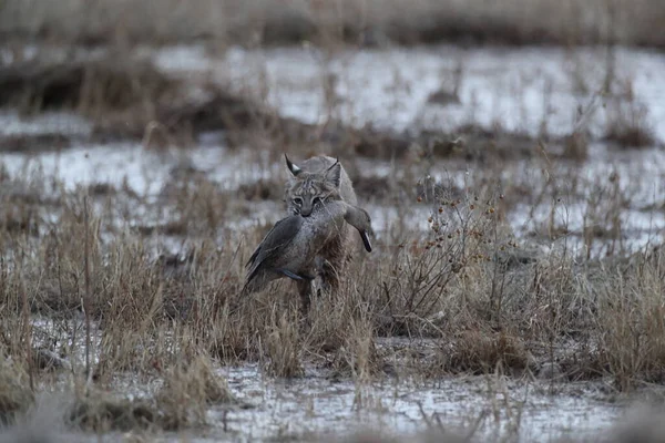 Bobcat Lynx Rufus Bosque Del Apache National Wildlife Refuge Нью — стоковое фото