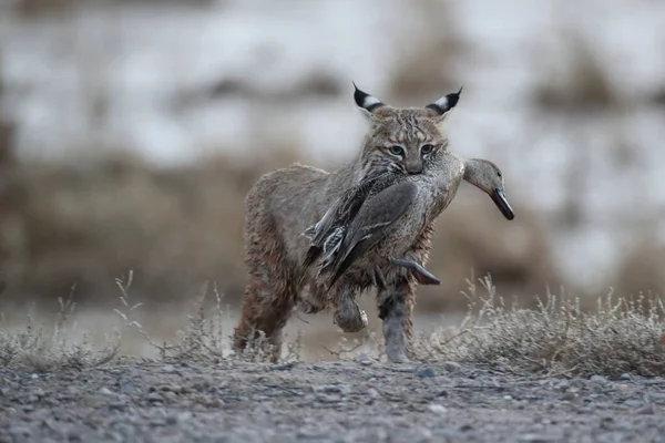 Bobcat Lynx Rufus Bosque Del Apache National Wildlife Refuge New — Stockfoto