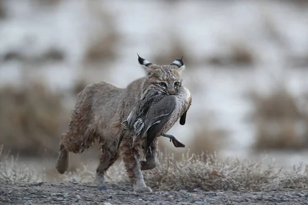 Bobcat Lynx Rufus Bosque Del Apache National Wildlife Refuge New — Stockfoto