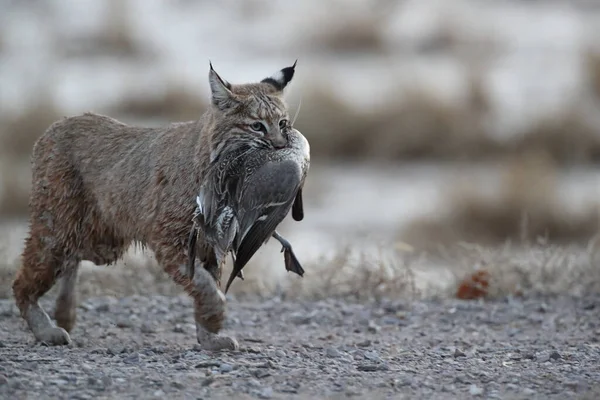 Bobcat Lynx Rufus Bosque Del Apache National Wildlife Refuge New — стокове фото