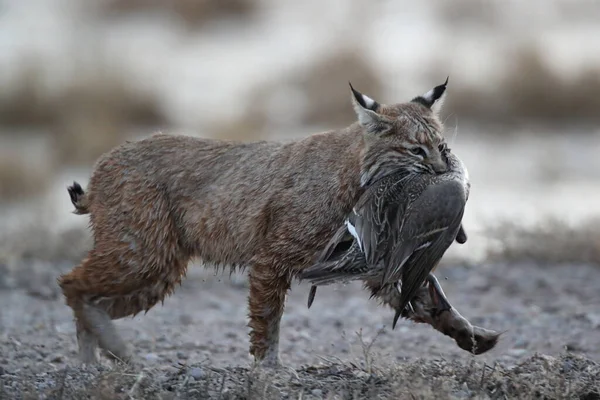 Bobcat Lynx Rufus Bosque Del Apache National Wildlife Refuge New — Stock Photo, Image