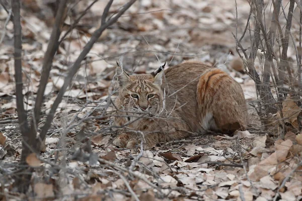 Vaşak Lynx Rufus Bosque Del Apaçi Ulusal Vahşi Yaşam Sığınağı — Stok fotoğraf