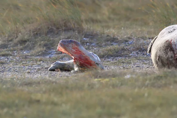 Grey Seal Giving Birth Pup Halichoerus Grypus Természetes Élőhelyen Helgoland — Stock Fotó