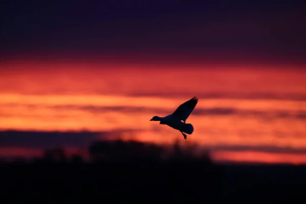 Schneegänse Bosque Del Apache New Mexico Usa — Stockfoto