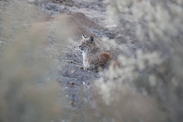 Bobcat Lynx Rufus Bosque Del Apache National Wildlife Refuge Нью — стоковое фото