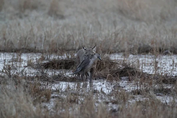 Bobcat Lynx Rufus Εθνικό Καταφύγιο Άγριας Ζωής Bosque Del Apache — Φωτογραφία Αρχείου