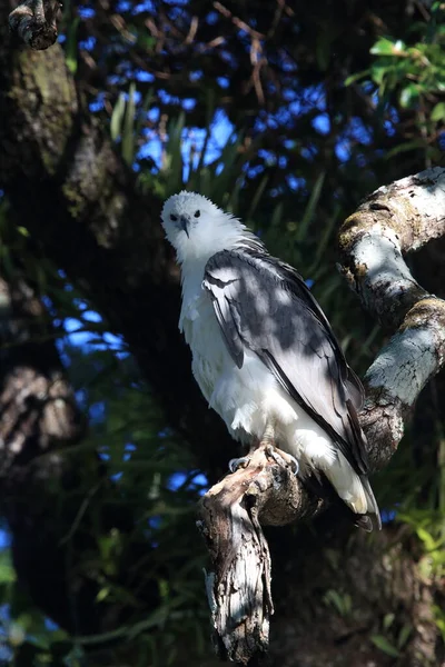 Orzeł Biały Haliaeetus Leucogaster Australia — Zdjęcie stockowe