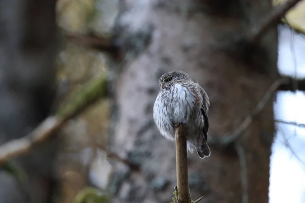 Eurasian Pygmy Owl Glaucidium Passerinum Swabian Jura Germany — Stock Photo, Image