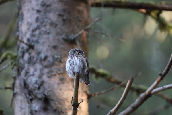 유라시아 피그미 올빼미 Glaucidium Passerinum Swabian Jura Germany — 스톡 사진