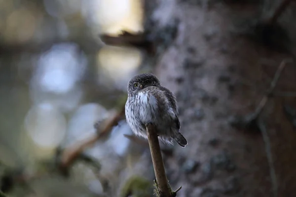 Búho Pigmeo Euroasiático Glaucidium Passerinum Swabian Jura Alemania — Foto de Stock