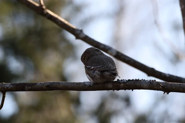 Eurasian Pygmy Owl Glaucidium Passerinum Swabian Jura Germany — стокове фото