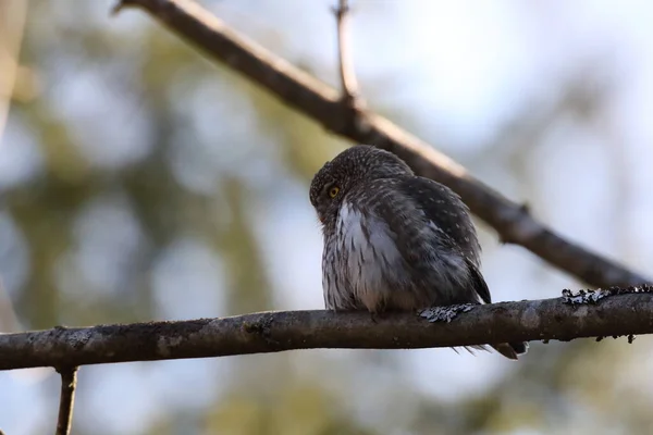 Eurazjatycka Sowa Pigmejska Glaucidium Passerinum Swabian Jura Niemcy — Zdjęcie stockowe