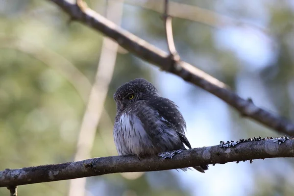 Eurazjatycka Sowa Pigmejska Glaucidium Passerinum Swabian Jura Niemcy — Zdjęcie stockowe