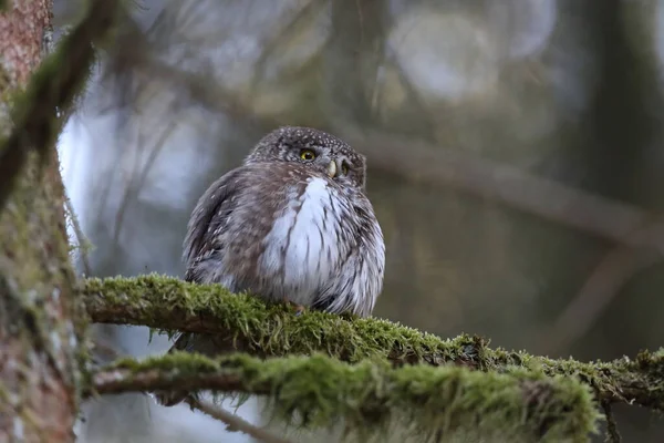 Eurasian Pygmy Owl Glaucidium Passerinum Swabian Jura Germany — Stock Photo, Image