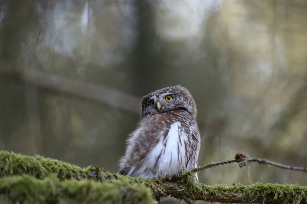 Gufo Pigmeo Eurasiatico Glaucidium Passerinum Giura Sveva Germania — Foto Stock