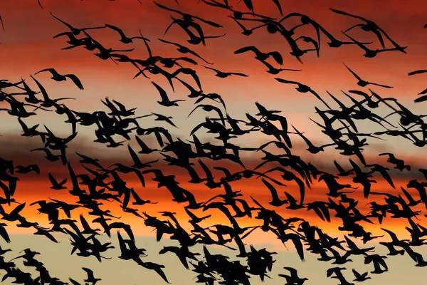 夜明けの雁 ボスク アパッチ ニューメキシコ州 — ストック写真