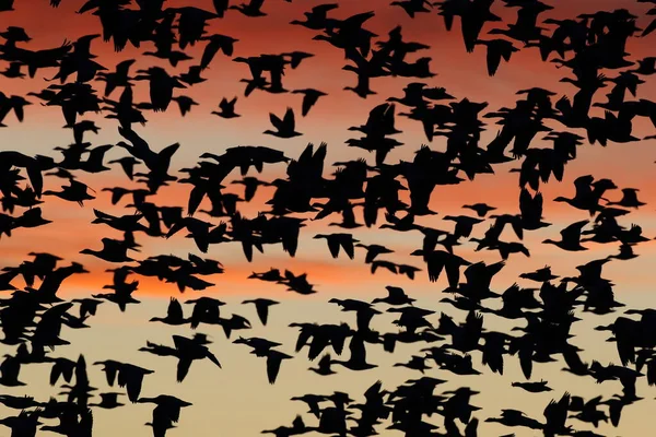 Kar Kazları Şafakta Bosque Del Apache New Mexico Abd — Stok fotoğraf