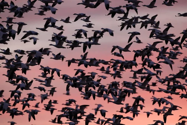 Χιονόχηνες Την Αυγή Bosque Del Apache New Mexico Usa — Φωτογραφία Αρχείου