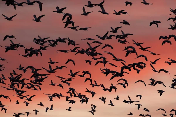 새벽의 흰기러기 New Mexico Usa Bosque Del Apache — 스톡 사진