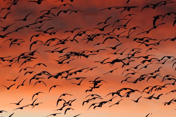 Χιονόχηνες Την Αυγή Bosque Del Apache New Mexico Usa — Φωτογραφία Αρχείου