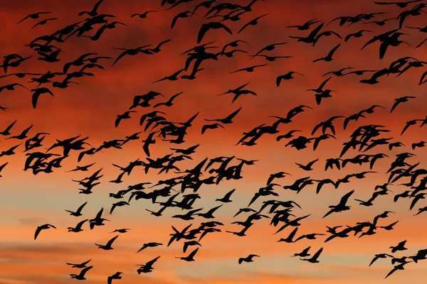 Χιονόχηνες Την Αυγή Bosque Del Apache New Mexico Usa — Φωτογραφία Αρχείου